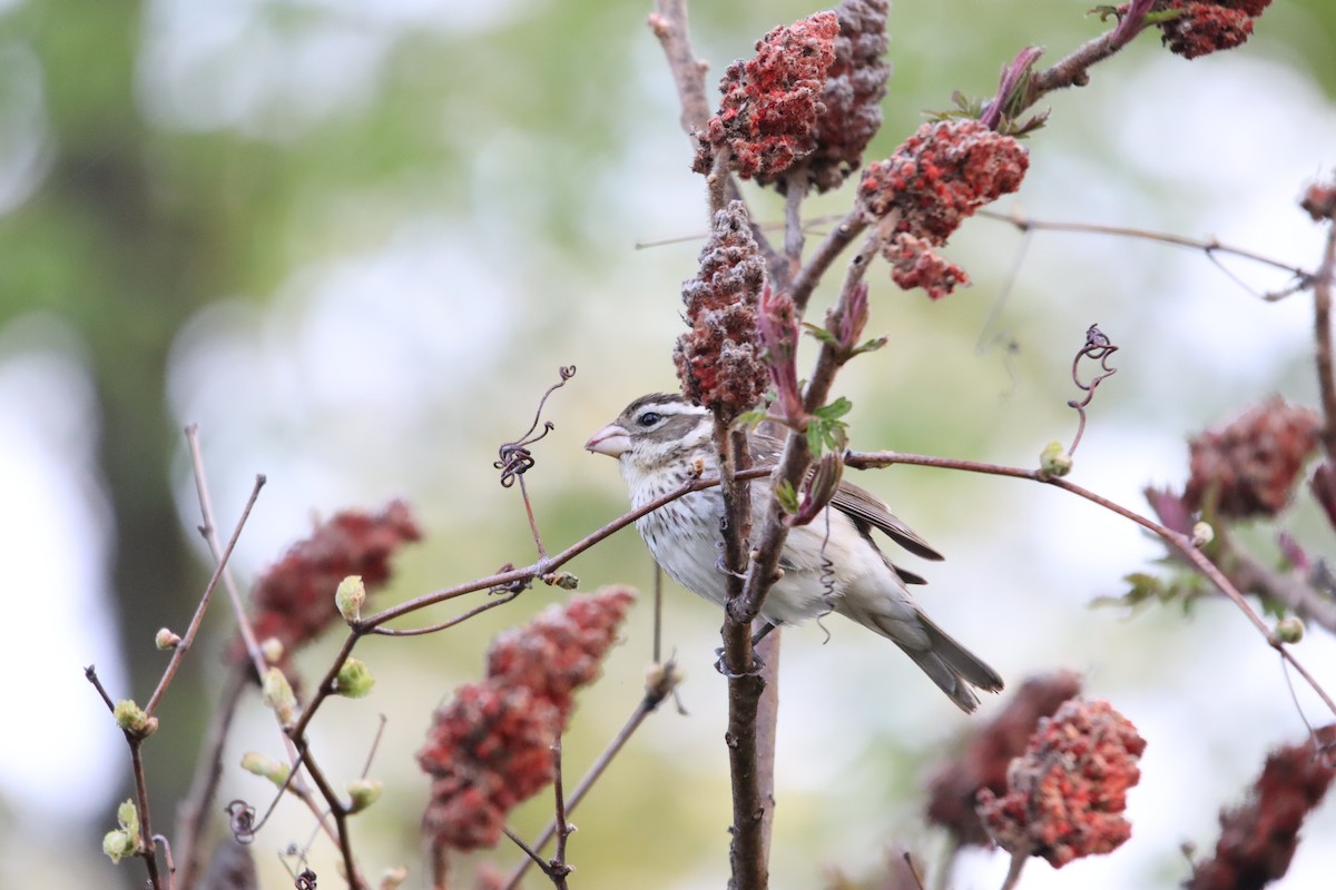 Rose-breasted Grosbeak - Jeff Schroeder