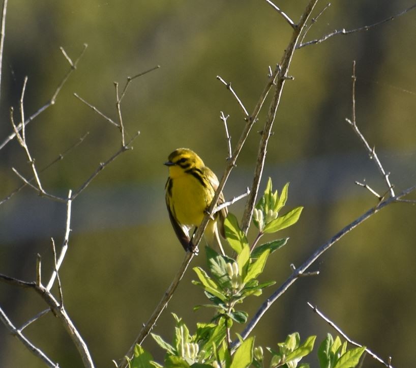 Prairie Warbler - ML618960147