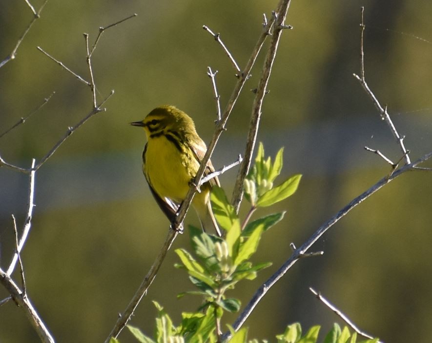 Prairie Warbler - John Bean