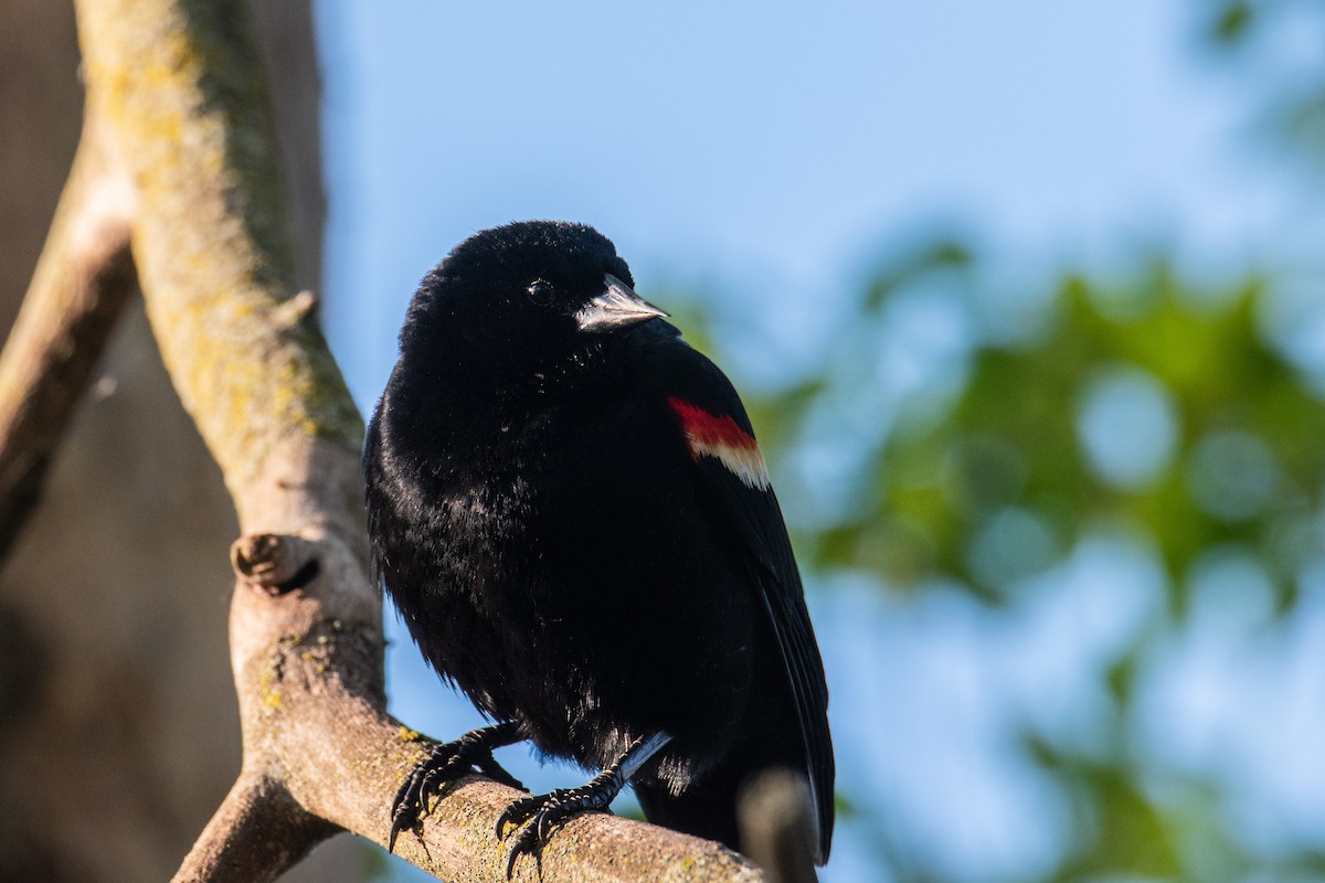 Red-winged Blackbird - ML618960155