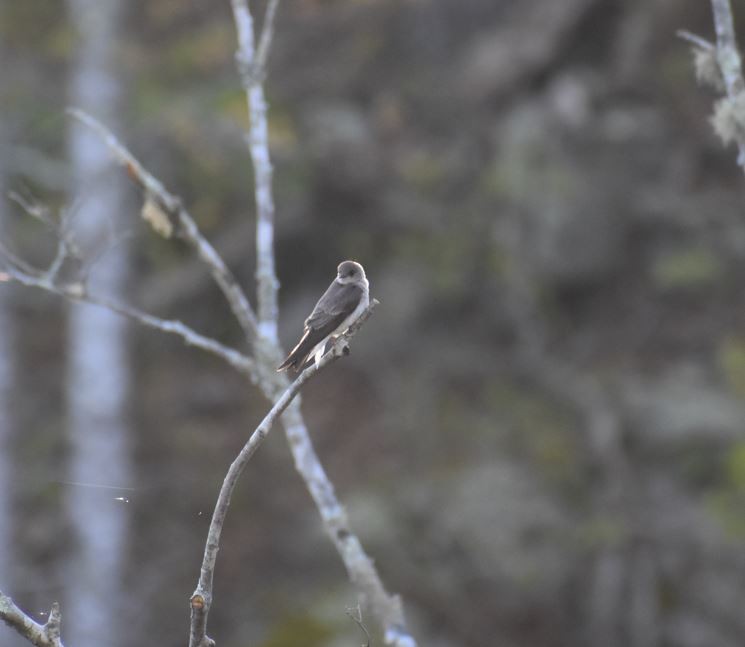 Northern Rough-winged Swallow - ML618960158