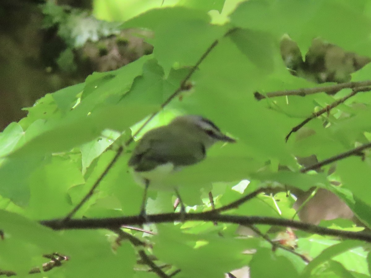 Red-eyed Vireo - ML618960181