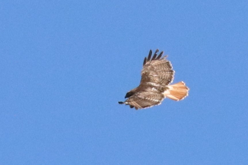 Red-tailed Hawk - Karen Bonsell