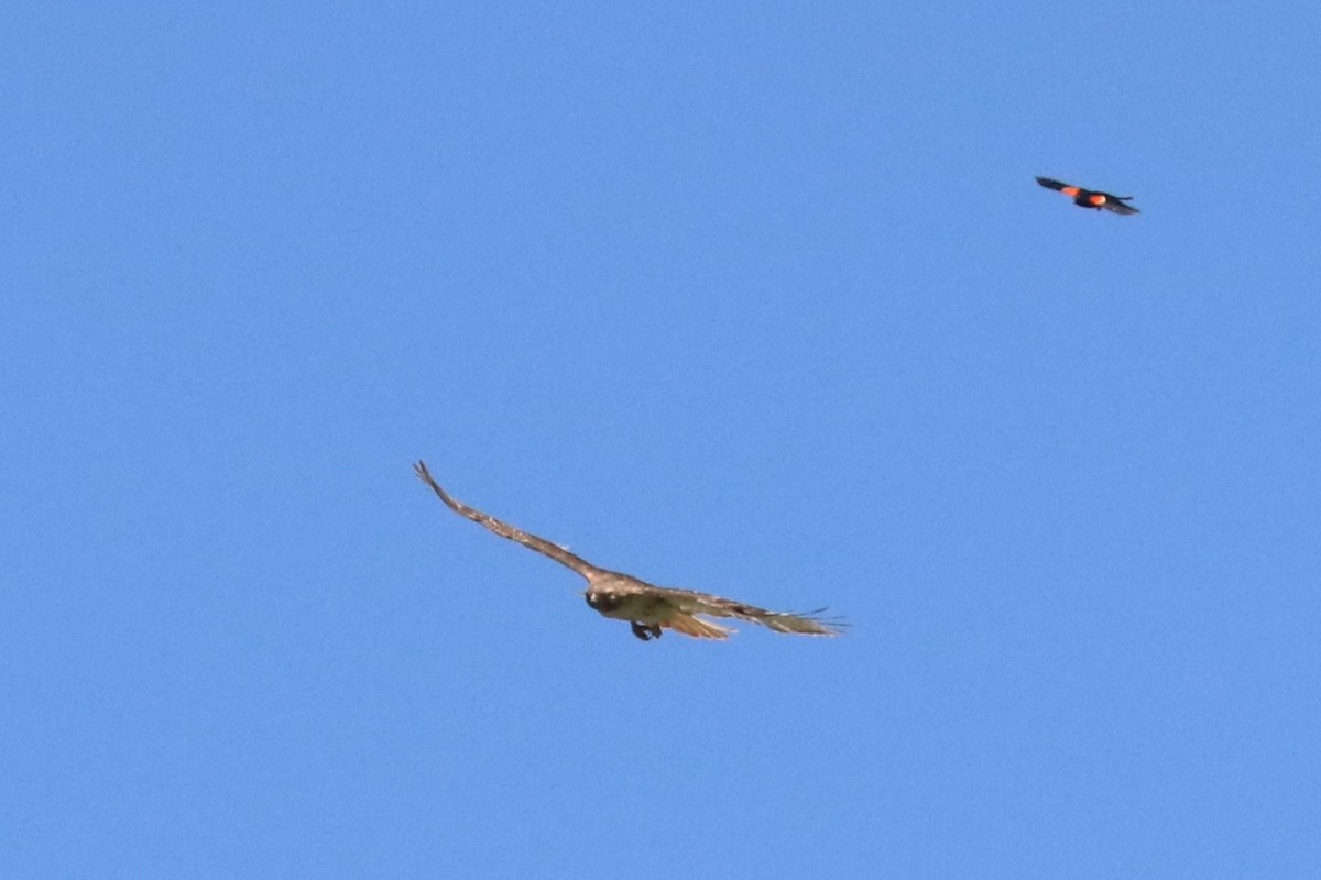 Red-tailed Hawk - Karen Bonsell