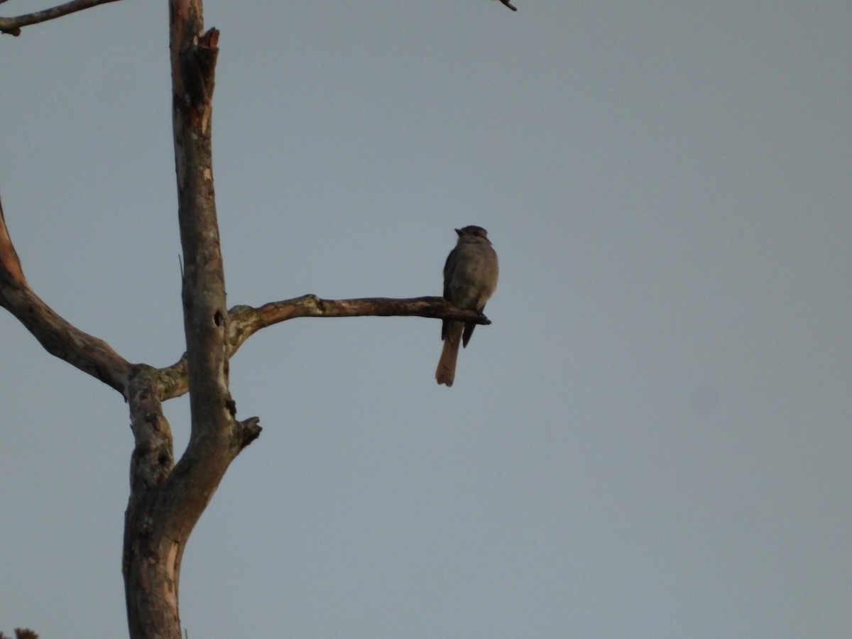 Crowned Slaty Flycatcher - ML618960192