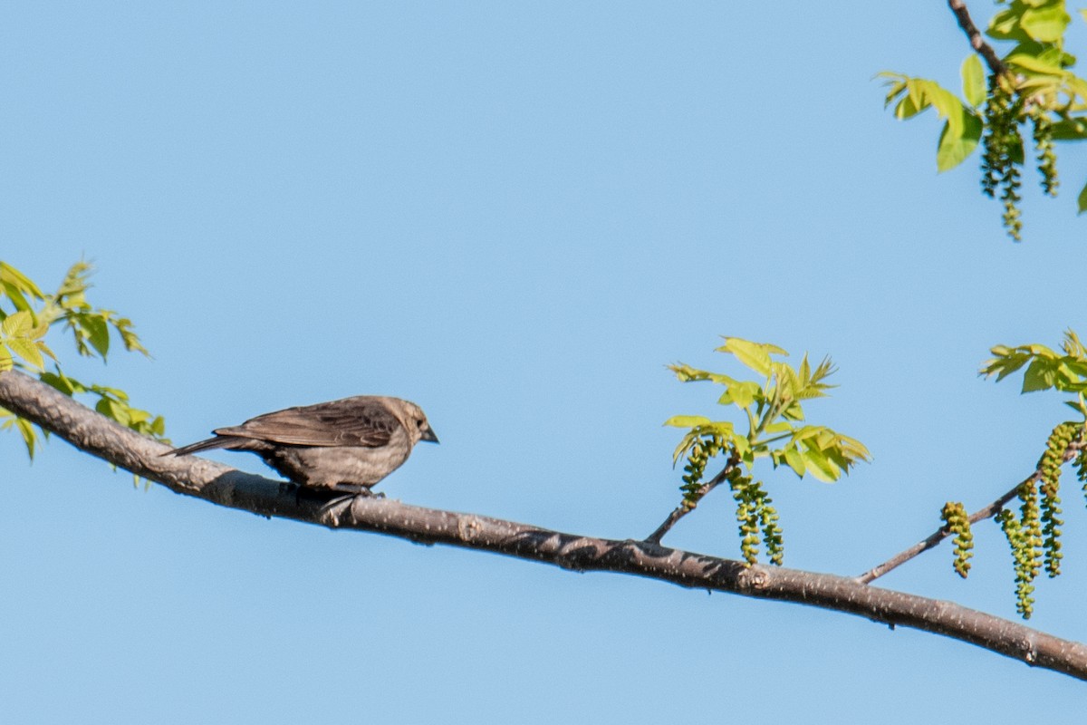 Brown-headed Cowbird - ML618960212