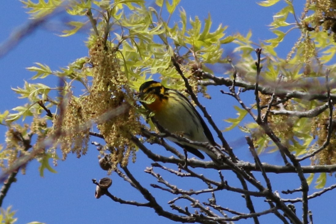 Blackburnian Warbler - Lily Morello