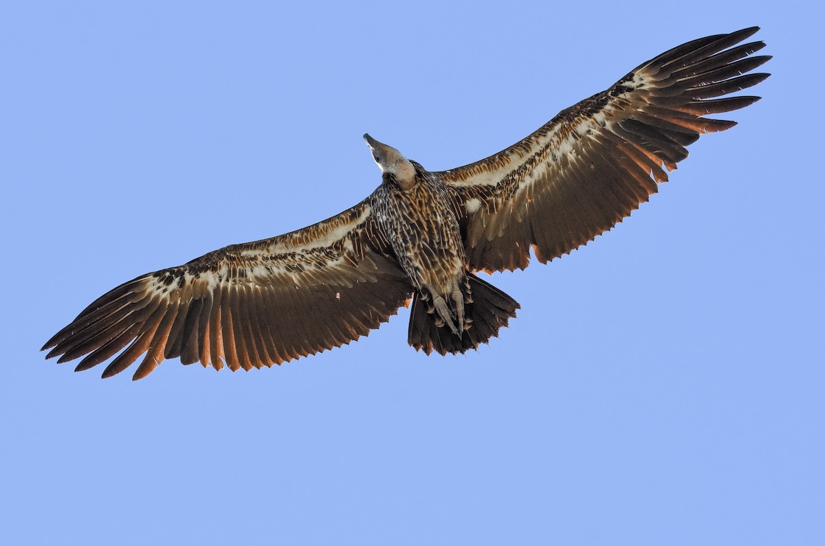 Rüppell's Griffon - José A Cortés Guerrero