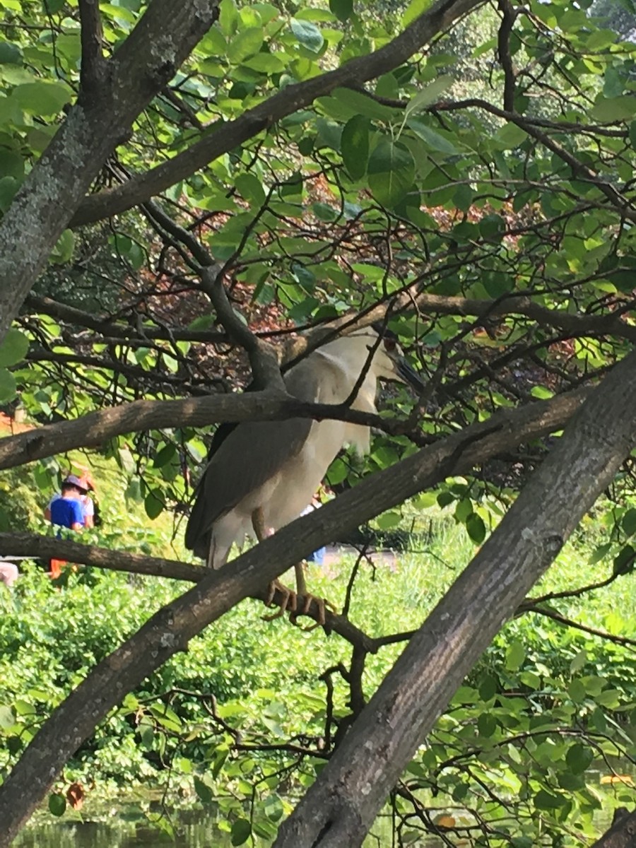 Black-crowned Night Heron - ML618960245