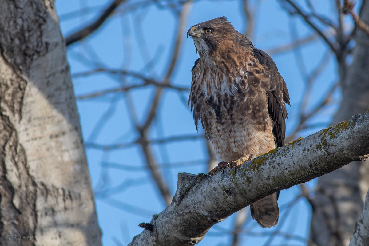 Rufous-tailed Hawk - Sebastián Saiter Villagrán