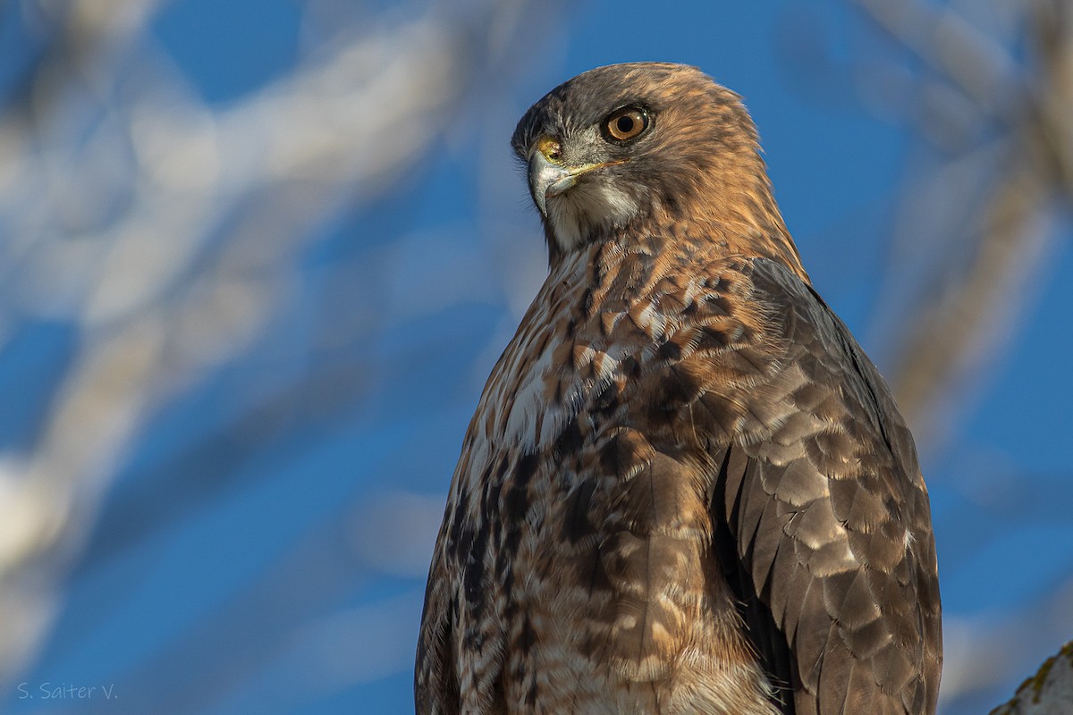 Rufous-tailed Hawk - ML618960304