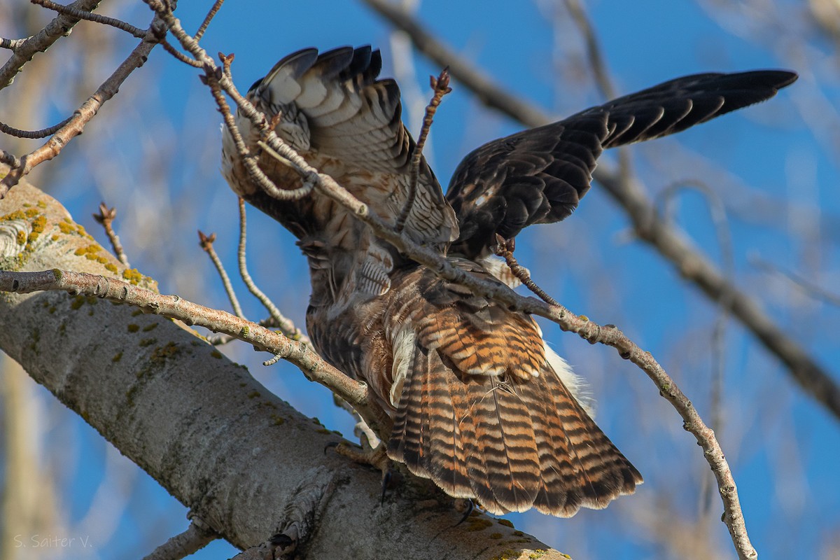 Rufous-tailed Hawk - ML618960306