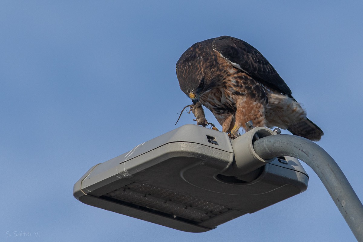 Rufous-tailed Hawk - Sebastián Saiter Villagrán