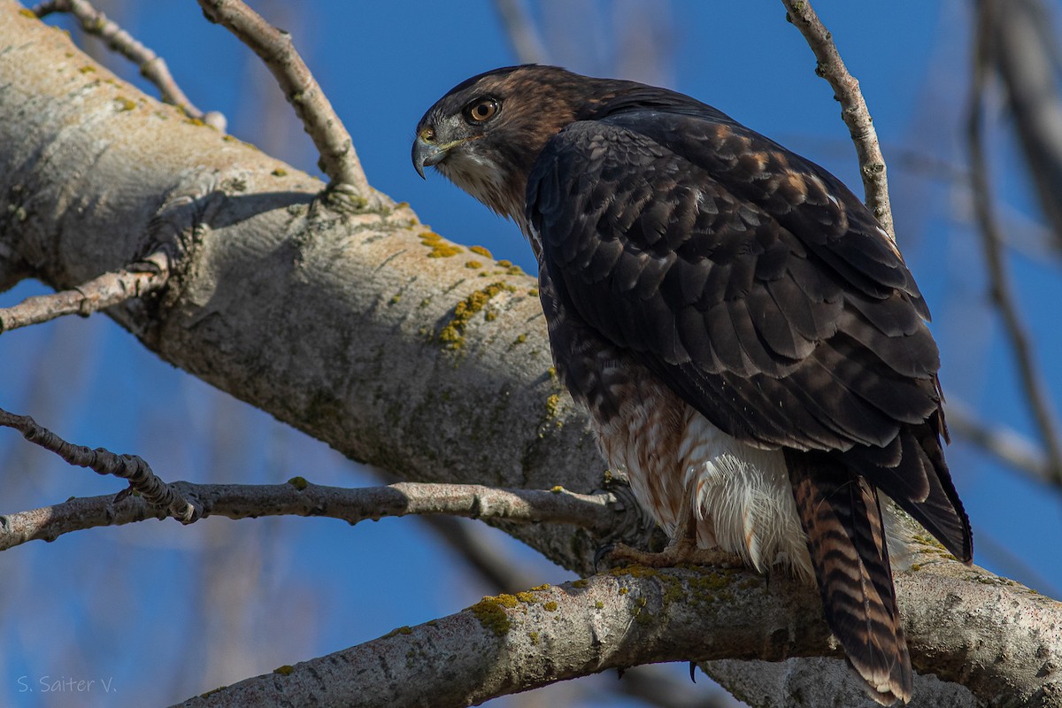 Rufous-tailed Hawk - ML618960308