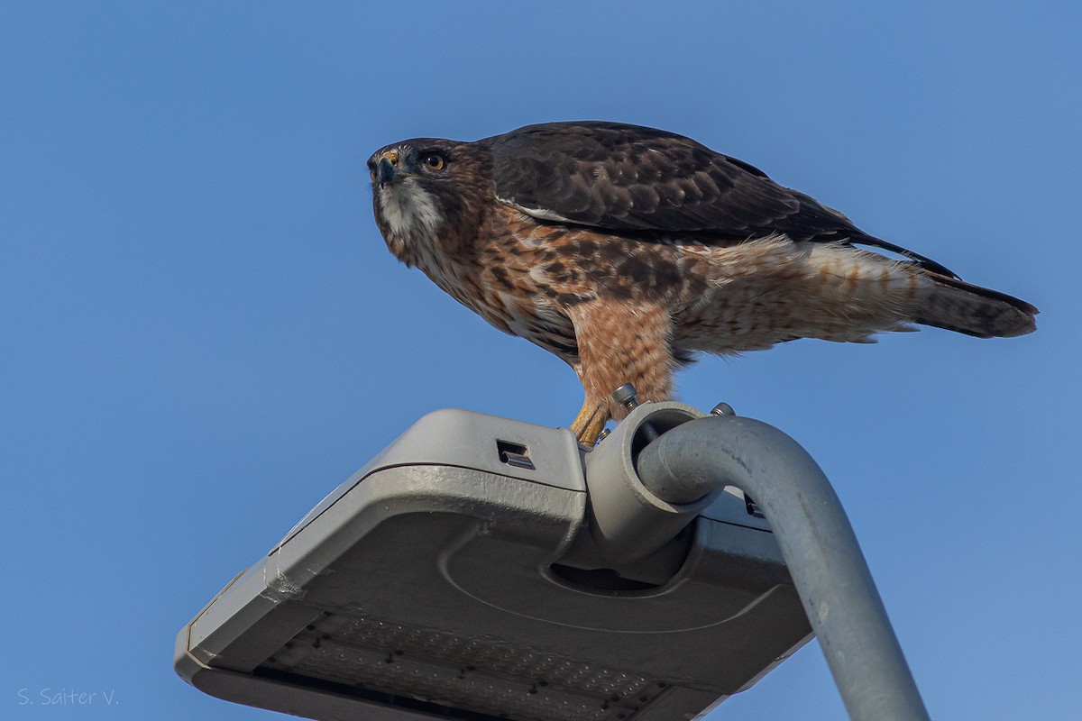 Rufous-tailed Hawk - ML618960309