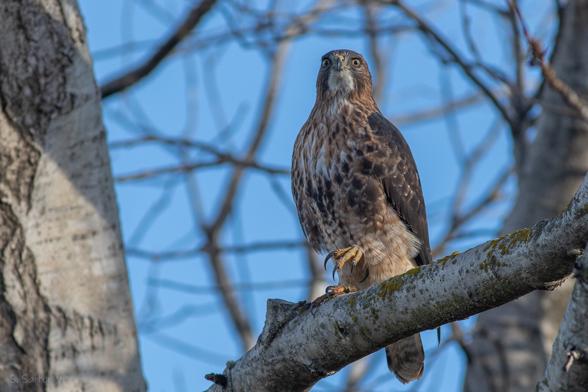 Rufous-tailed Hawk - ML618960310