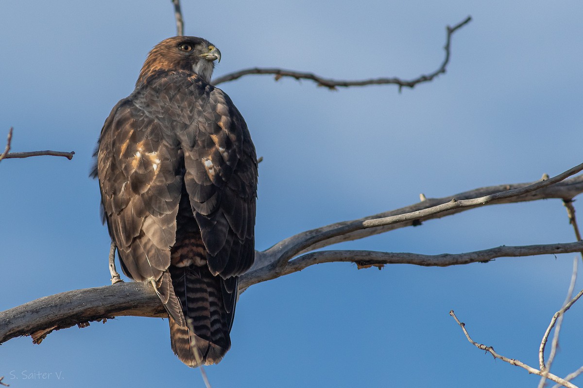 Rufous-tailed Hawk - ML618960311