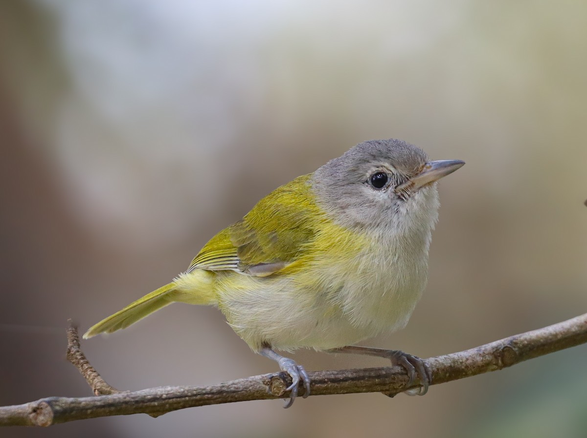 Lesser Greenlet - Obed Canales