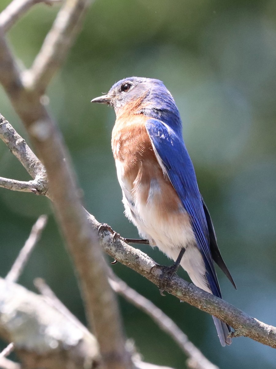 Eastern Bluebird - ML618960318