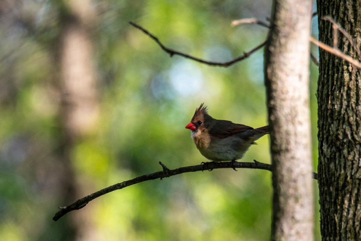 Northern Cardinal - ML618960323