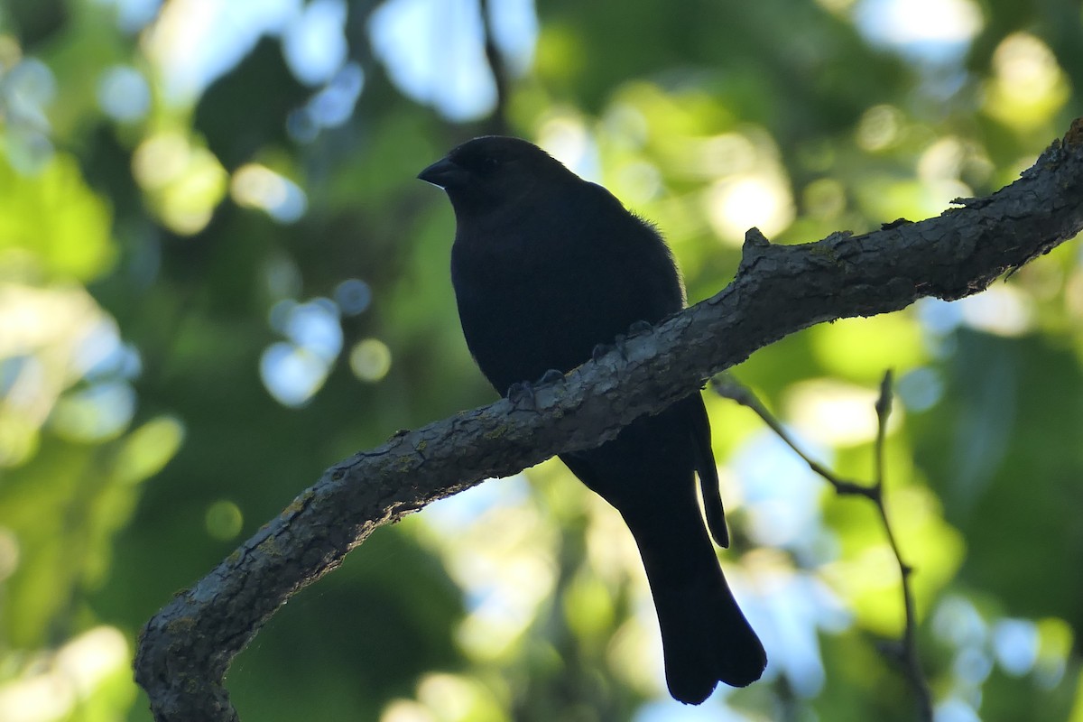 Brown-headed Cowbird - Megan  Scott