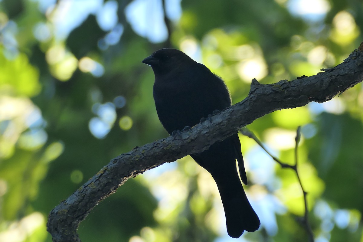 Brown-headed Cowbird - Megan  Scott