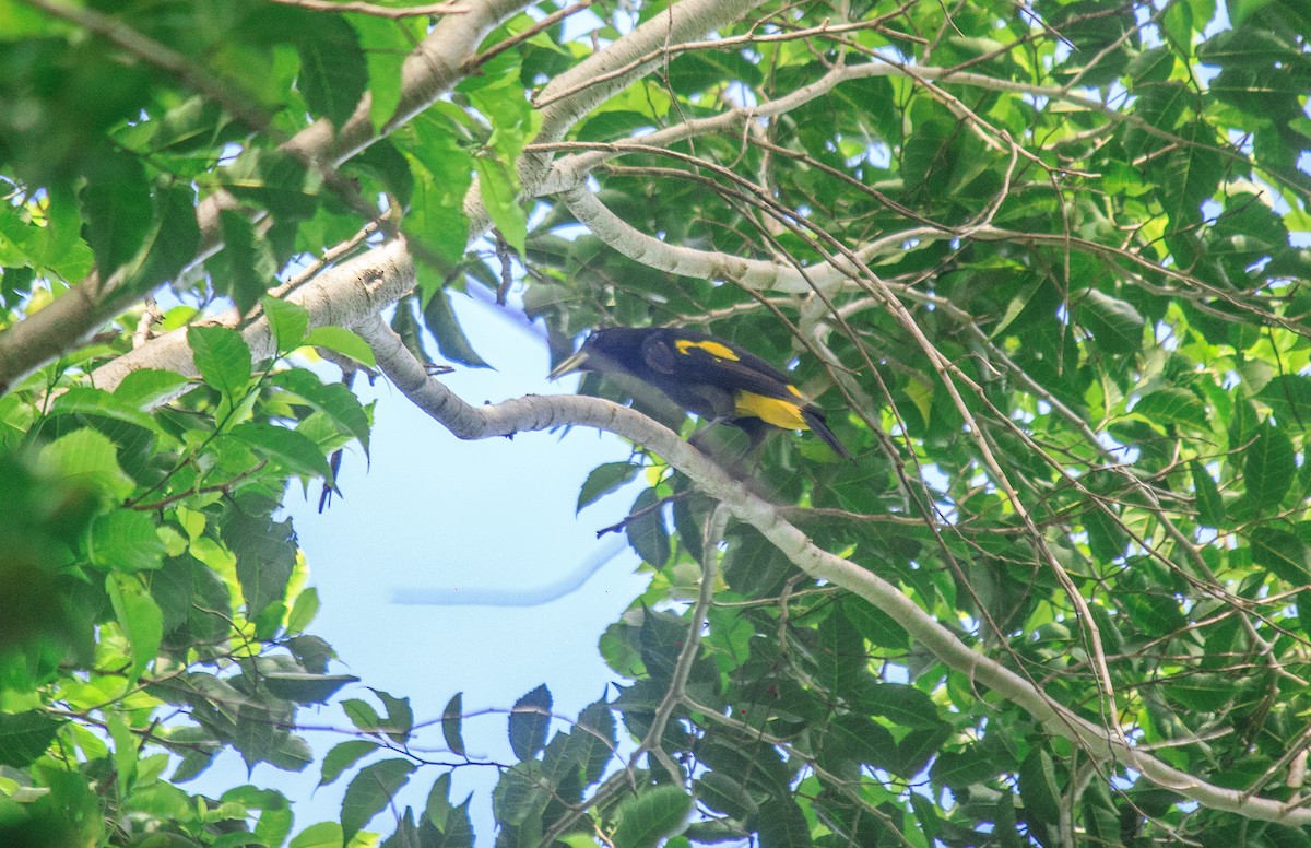 Yellow-rumped Cacique - ML618960338
