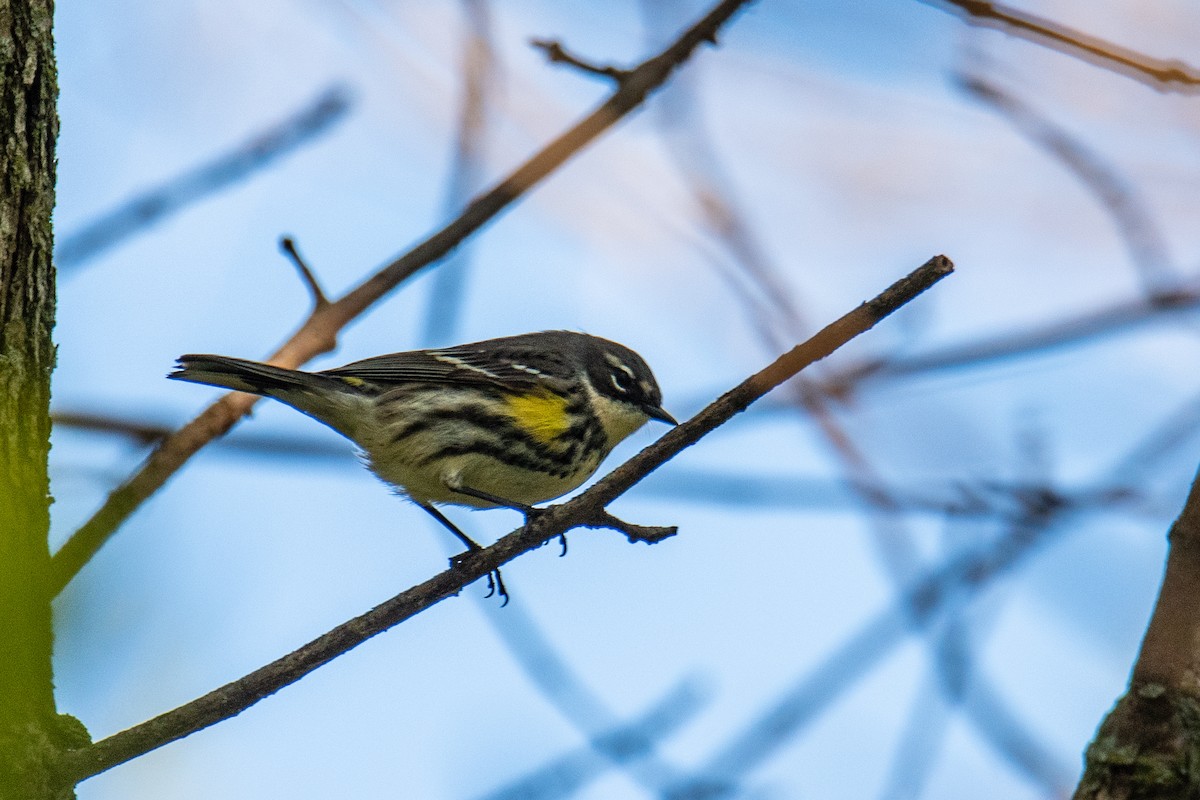 Yellow-rumped Warbler - ML618960342