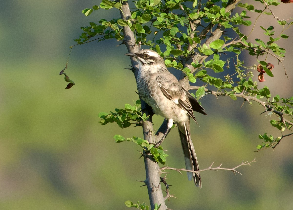 Long-tailed Mockingbird - Frances Oliver