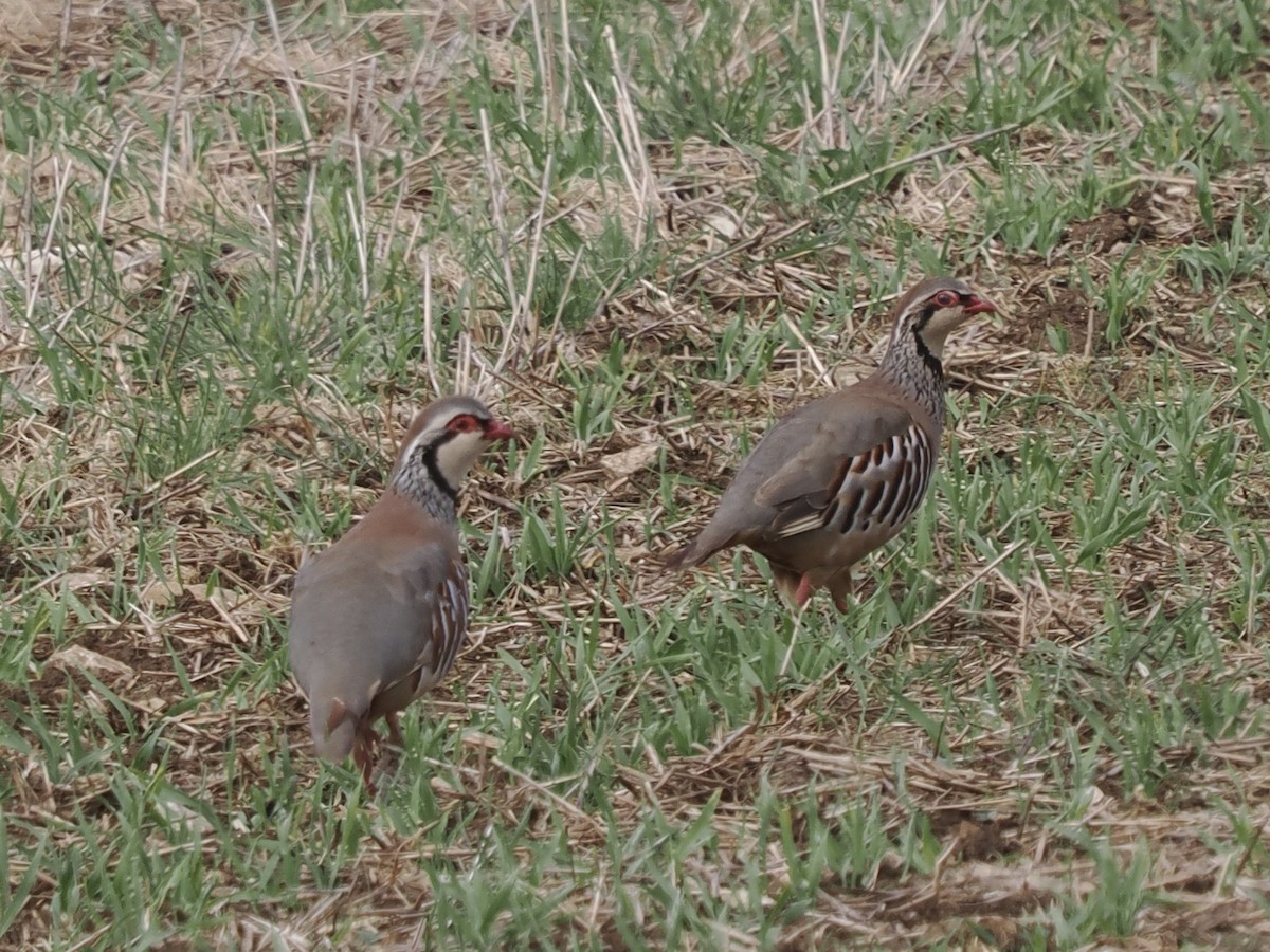 Red-legged Partridge - michael Beer