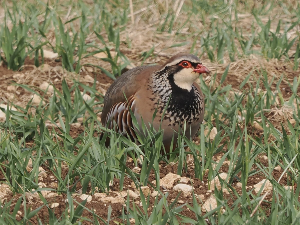 Red-legged Partridge - michael Beer