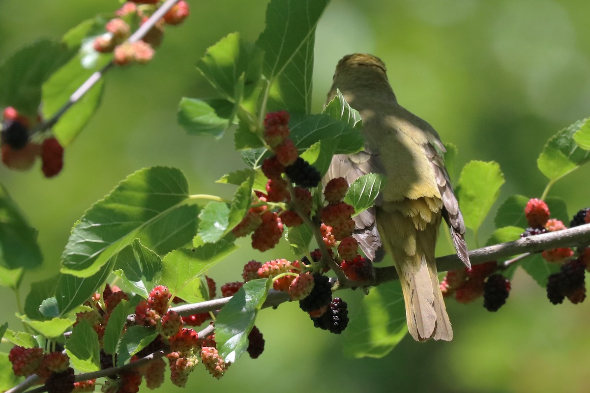 Summer Tanager - Karen Bonsell