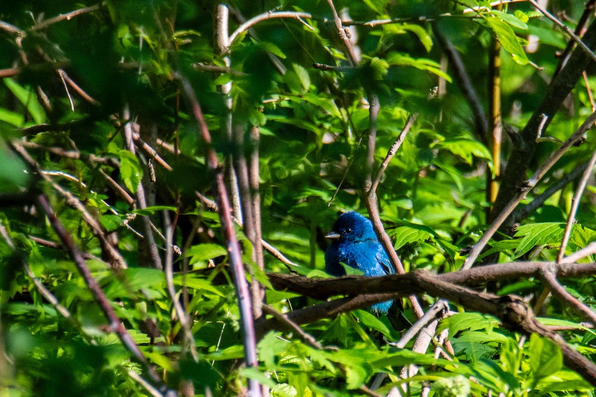 Indigo Bunting - Joshua  Vincent