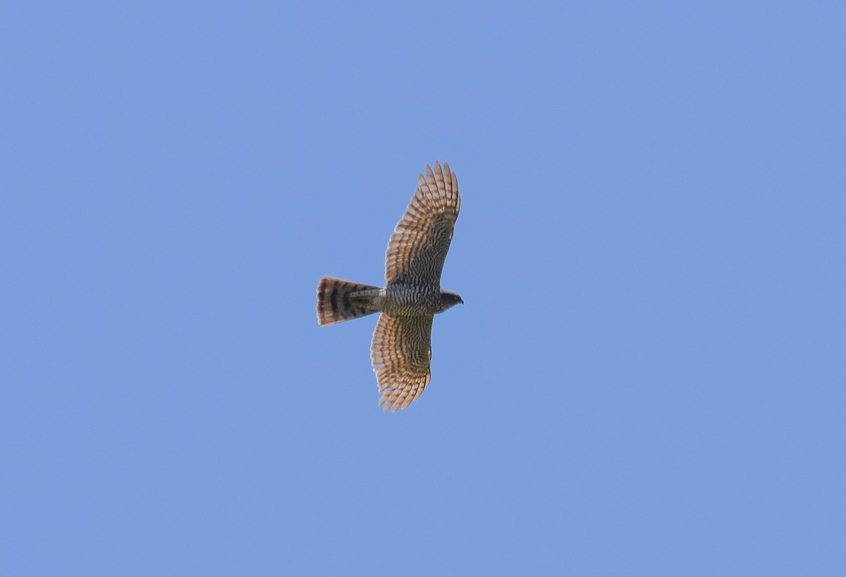 Eurasian Sparrowhawk - ML618960391