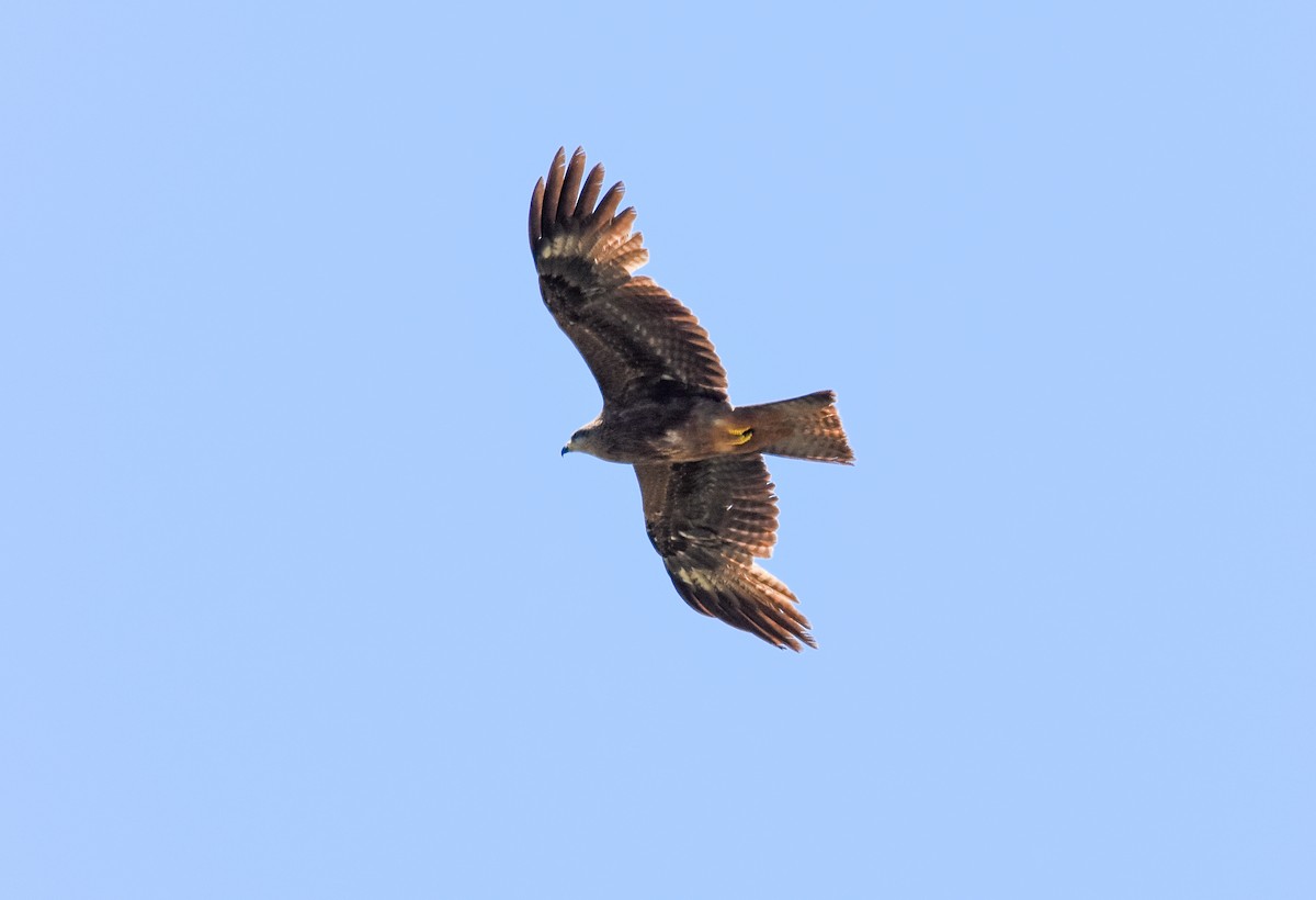 Black Kite - José A Cortés Guerrero