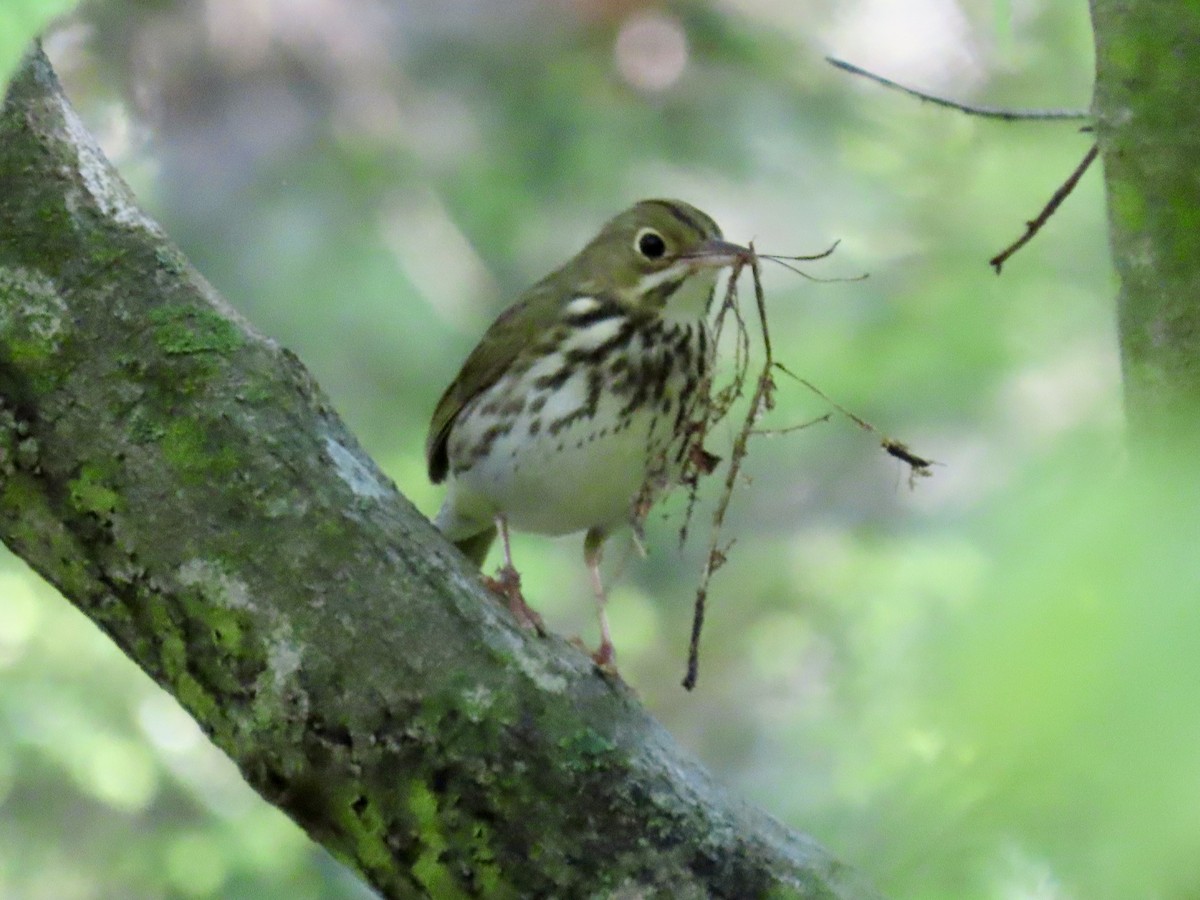 Ovenbird - Debbie van Zyl