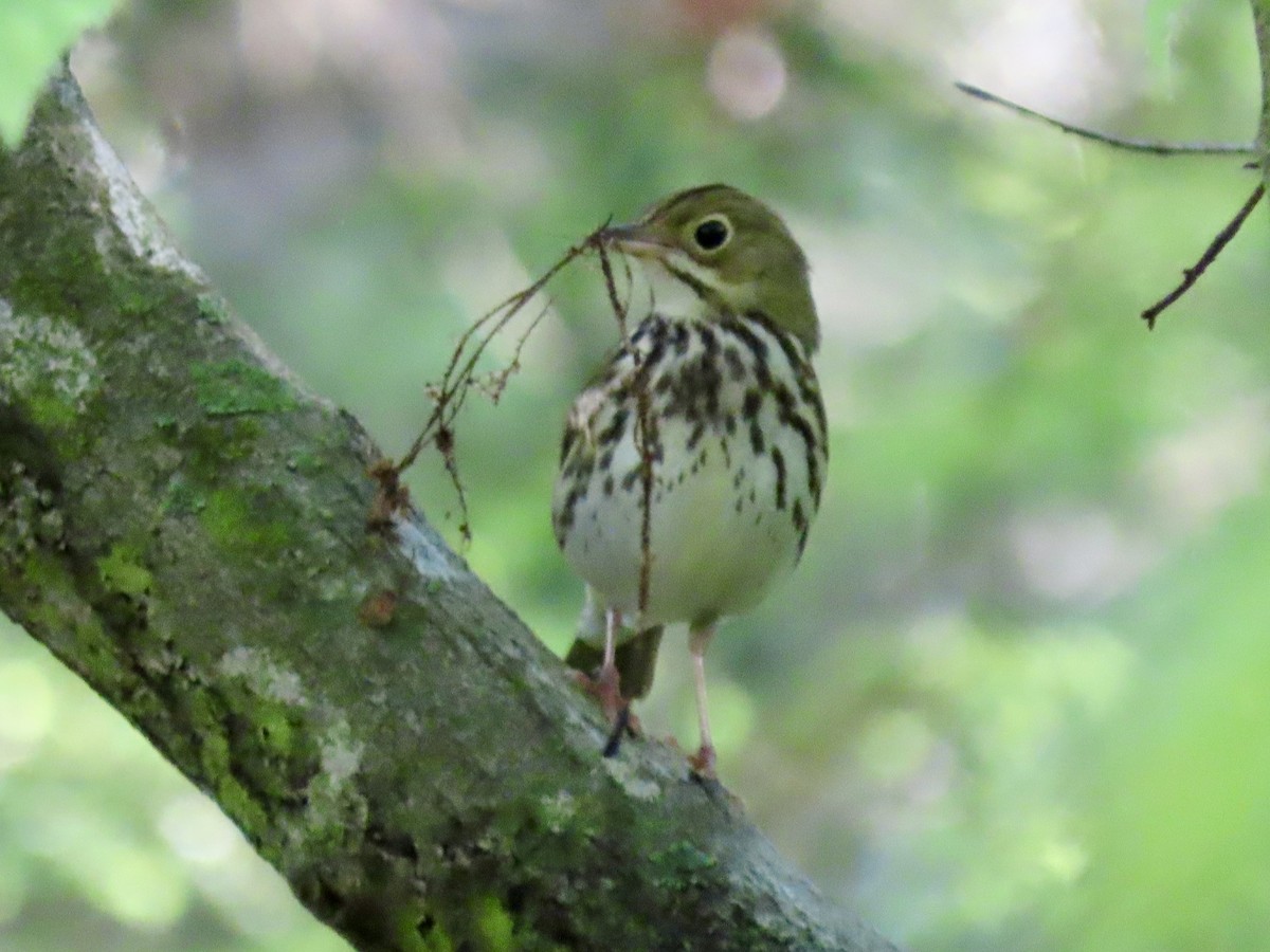 Ovenbird - ML618960410