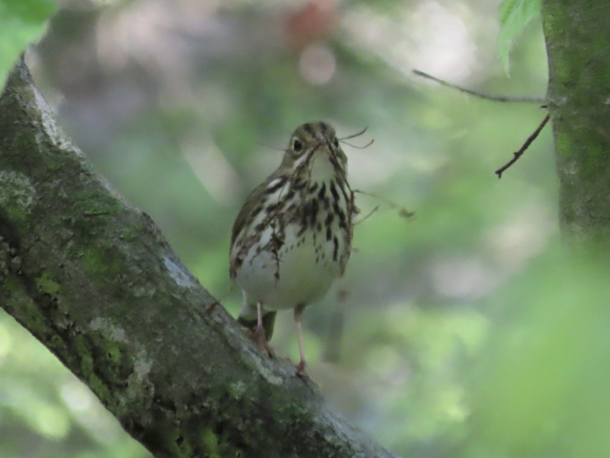 Ovenbird - ML618960411