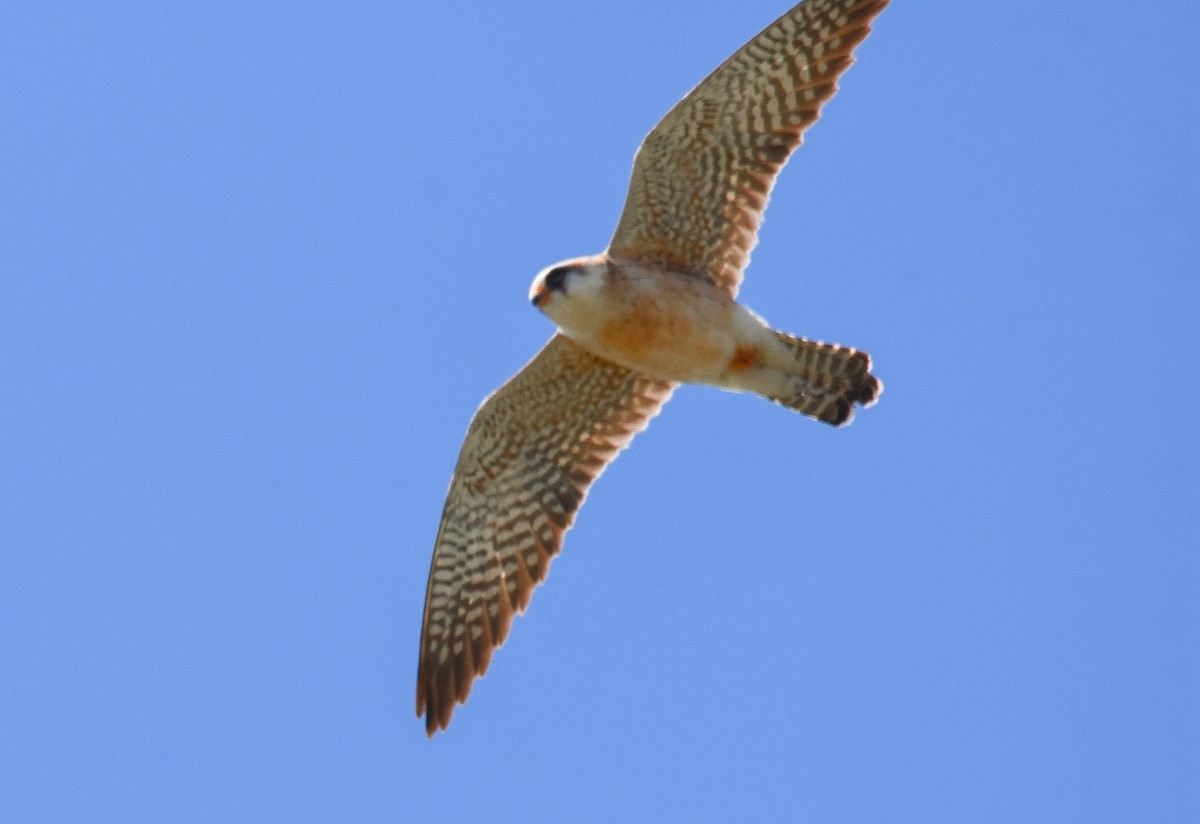 Red-footed Falcon - ML618960425