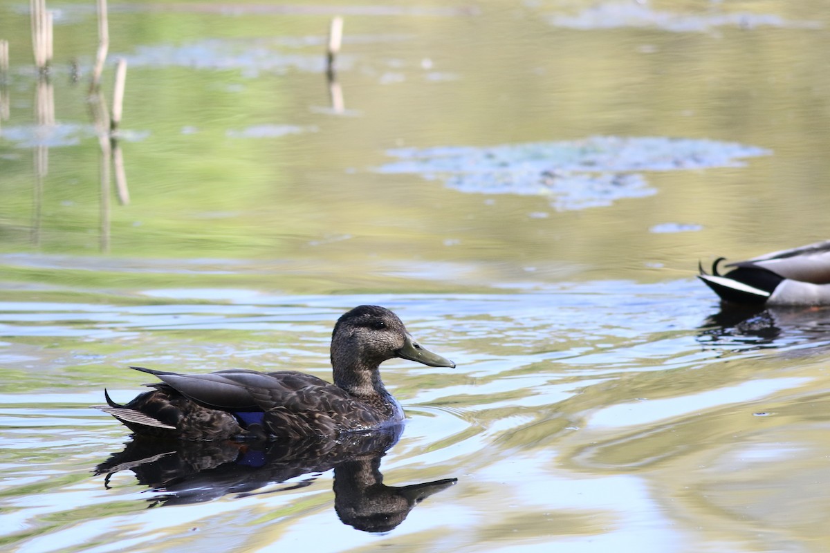 Mallard x American Black Duck (hybrid) - Lily Morello