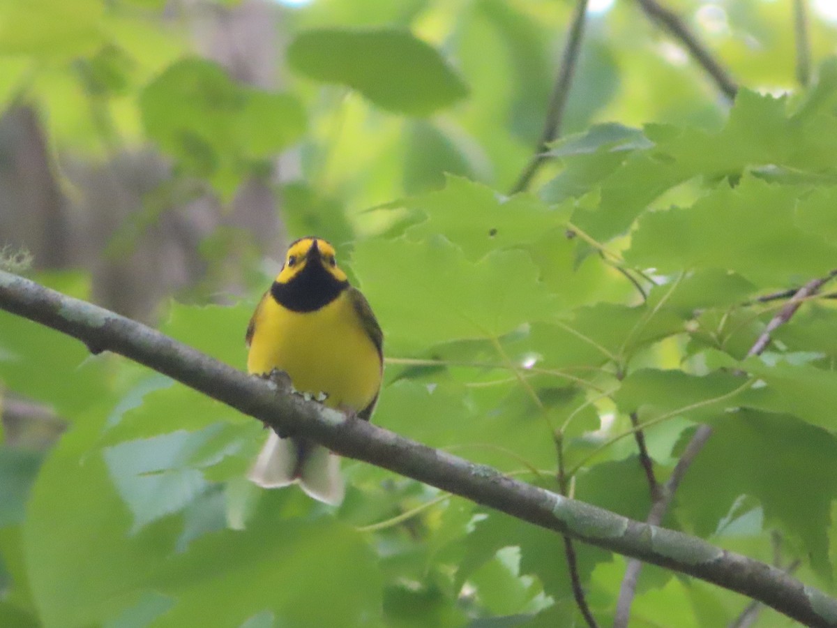 Hooded Warbler - Stephanie Parker