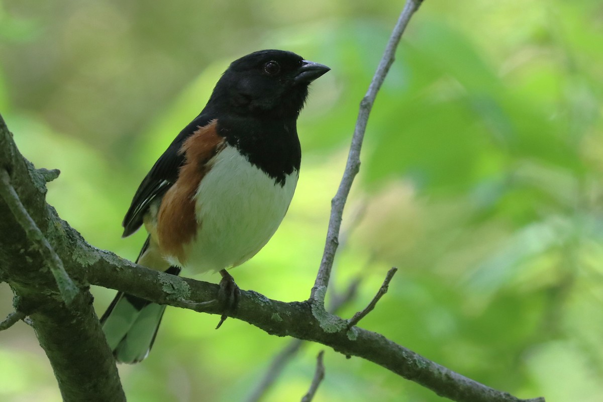 Eastern Towhee - ML618960459