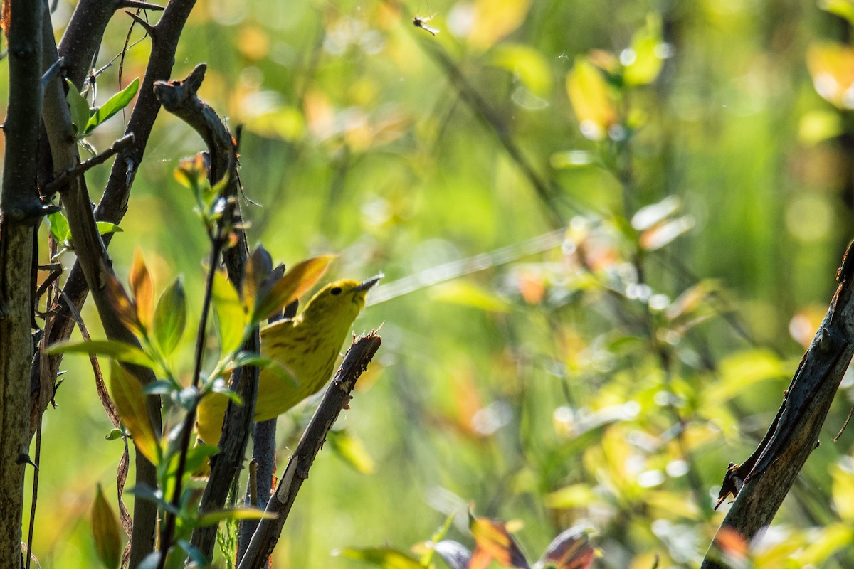 Yellow Warbler - ML618960462