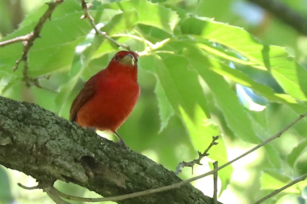 Summer Tanager - Karen Bonsell