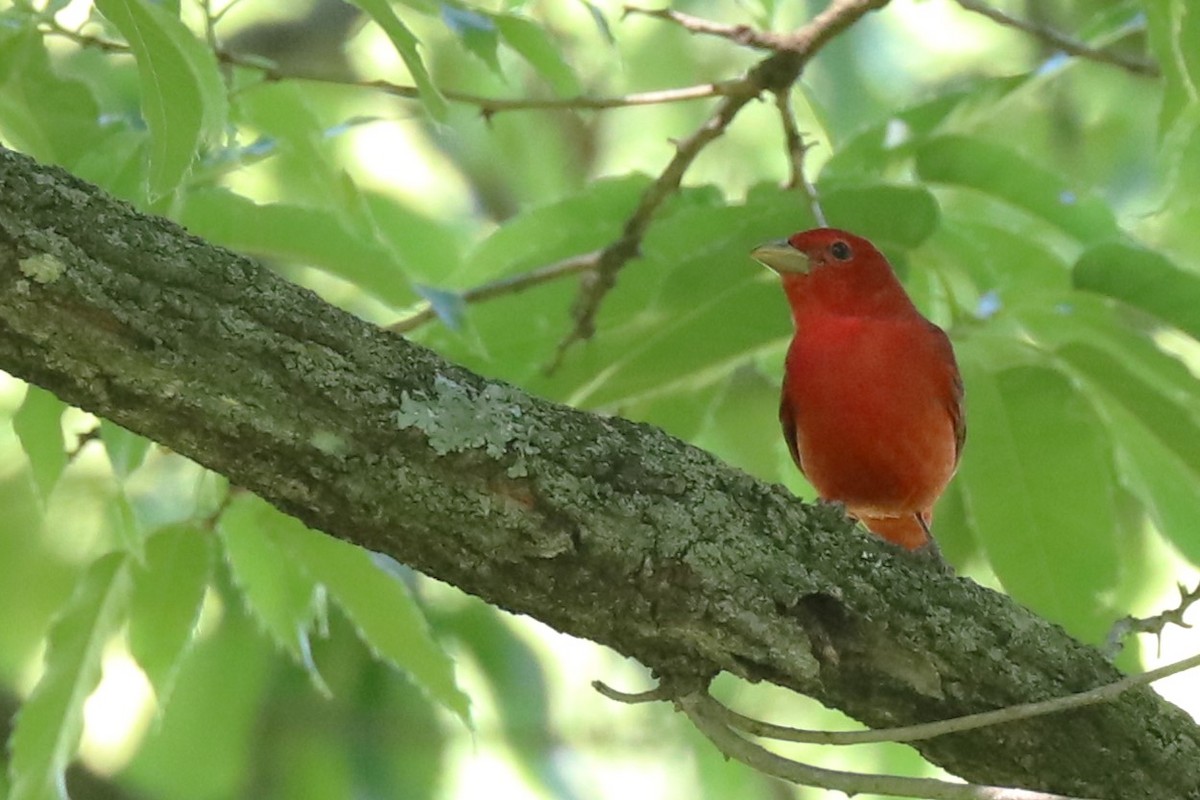 Summer Tanager - Karen Bonsell