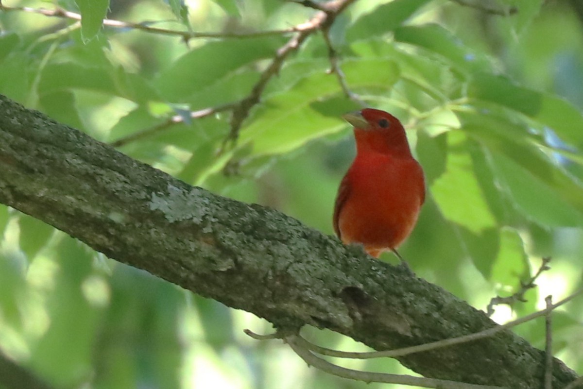 Summer Tanager - Karen Bonsell