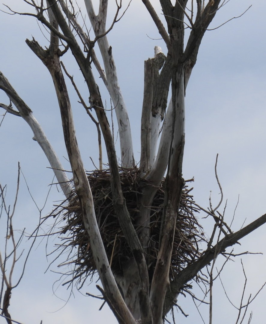 Bald Eagle - ML618960495