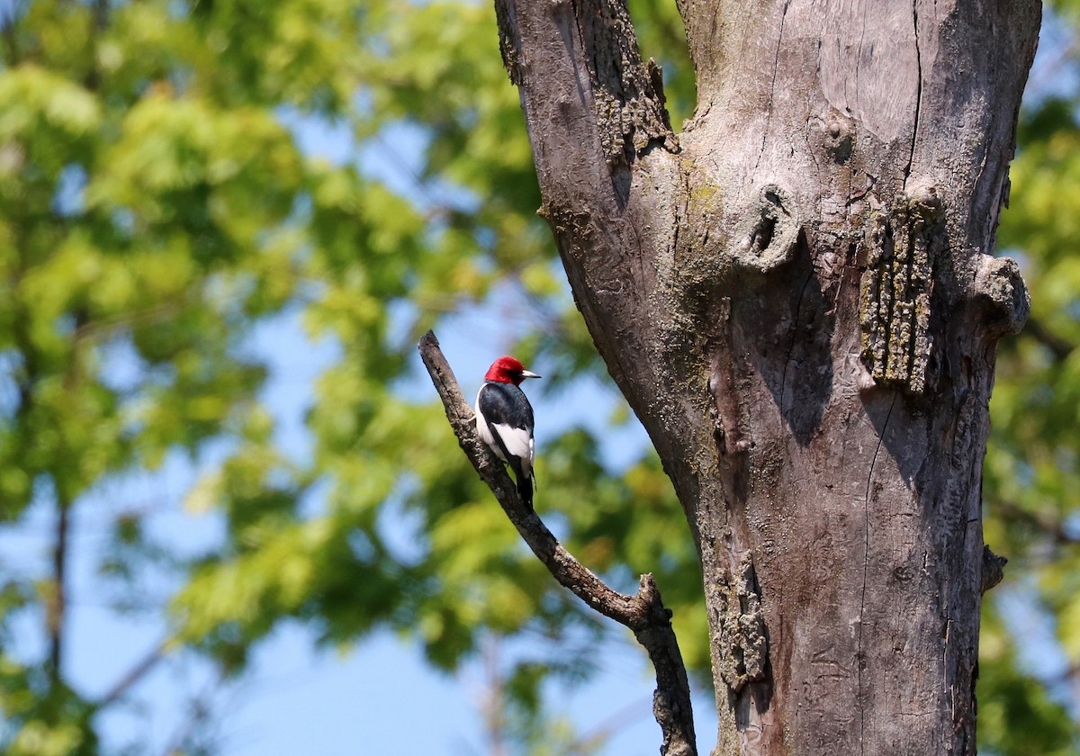 Red-headed Woodpecker - Deborah Edwards-Onoro