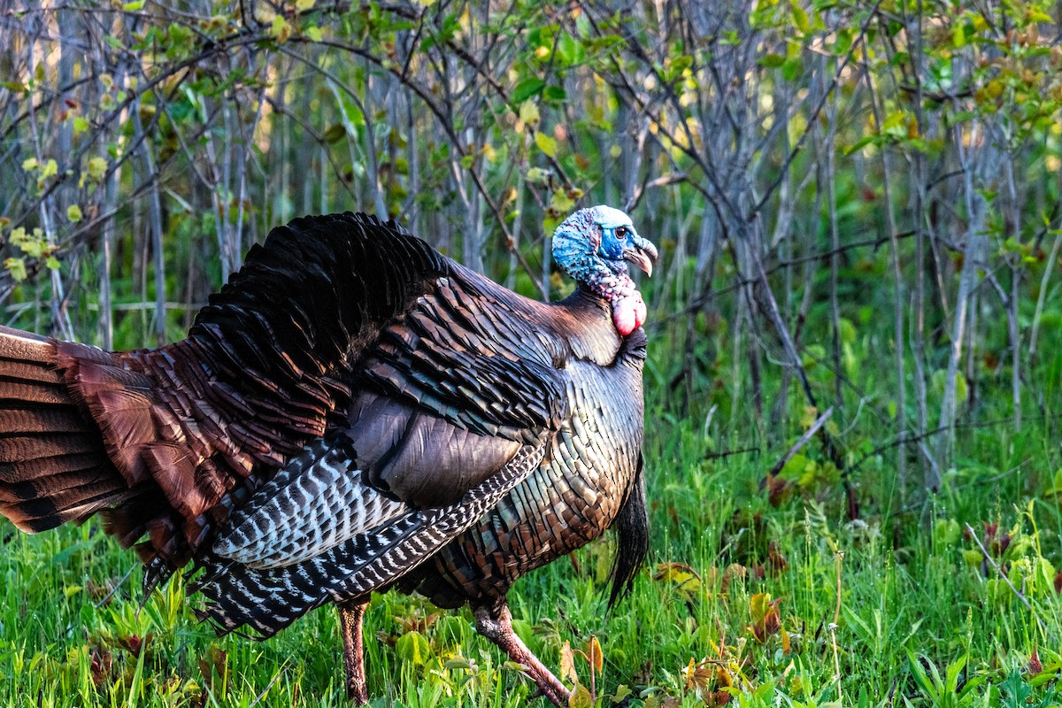 Wild Turkey - ML618960543