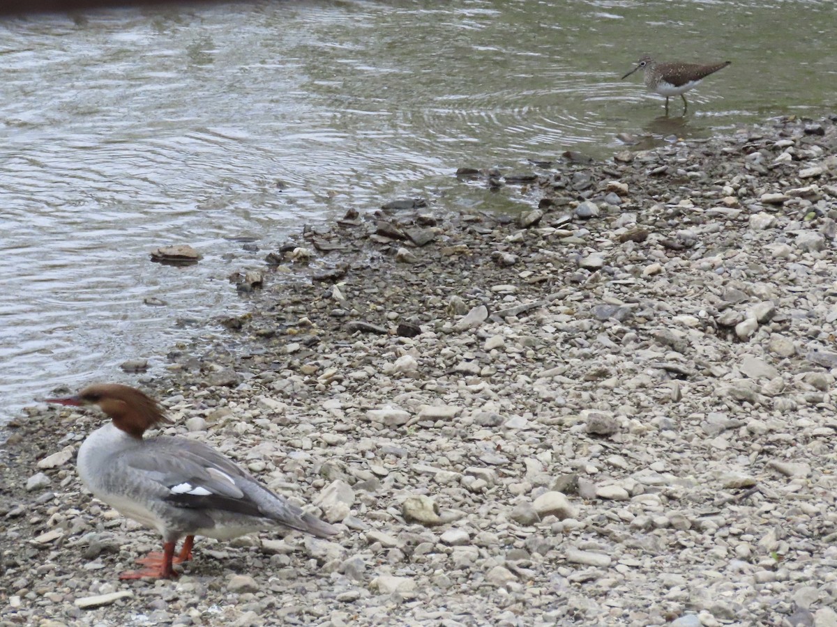 Solitary Sandpiper - ML618960546